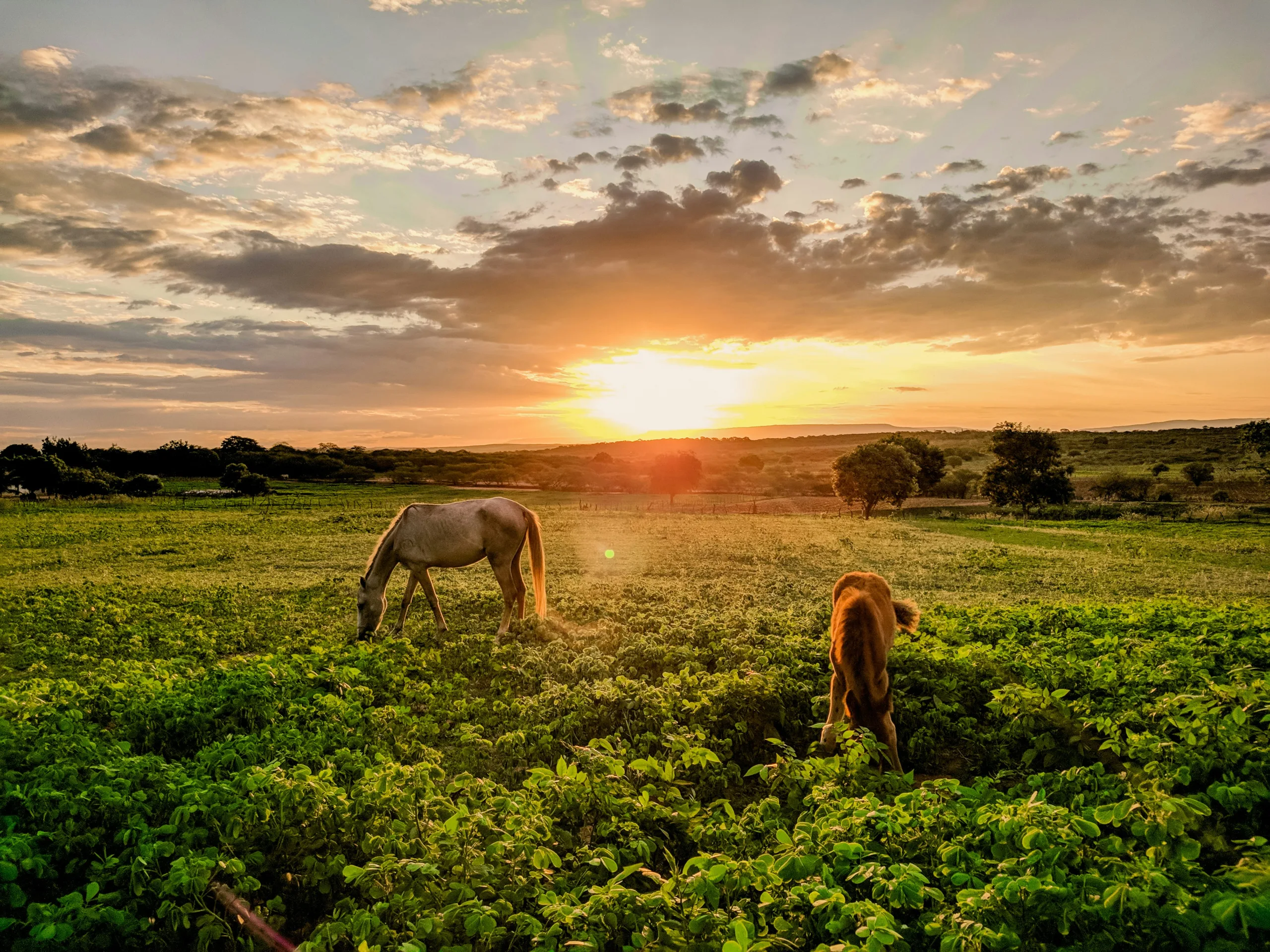 Home at the Ranch